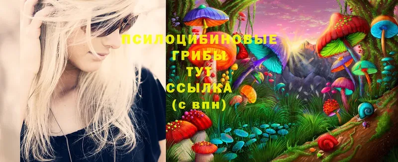 Псилоцибиновые грибы Psilocybe  это телеграм  Лесосибирск 